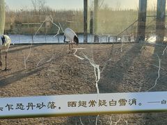 -盐城丹顶鹤湿地生态旅游区