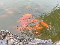 -团结湖公园