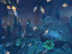 -迪拜水族馆及水下动物园