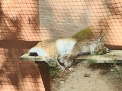 -青藏高原野生动物园