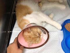 -安安宠医·安宠宠物医院