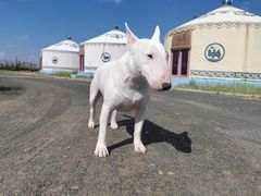 -蓝旗蒙餐