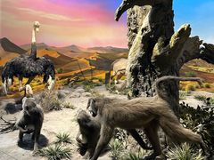 -国家自然博物馆