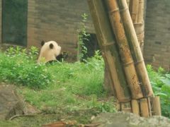 -都江堰中华大熊猫苑