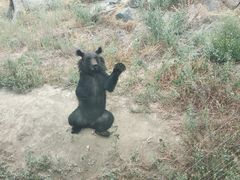 -新疆天山野生动物园