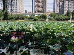 -团结湖公园
