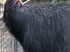 -费瑟代尔野生动物园