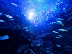 -太平洋海底世界