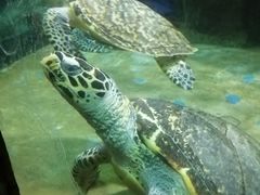 -洛阳龙门海洋馆