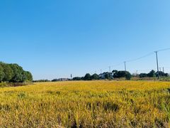 -小陆莲花蟹园农家乐(莲花岛店)