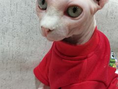 -藏猫猫咖啡主题馆(中央大道店)