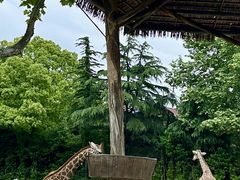 -上海野生动物园
