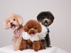 -佳雯宠物医院(四明中路分院)