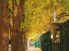 -三里屯东五街银杏大道