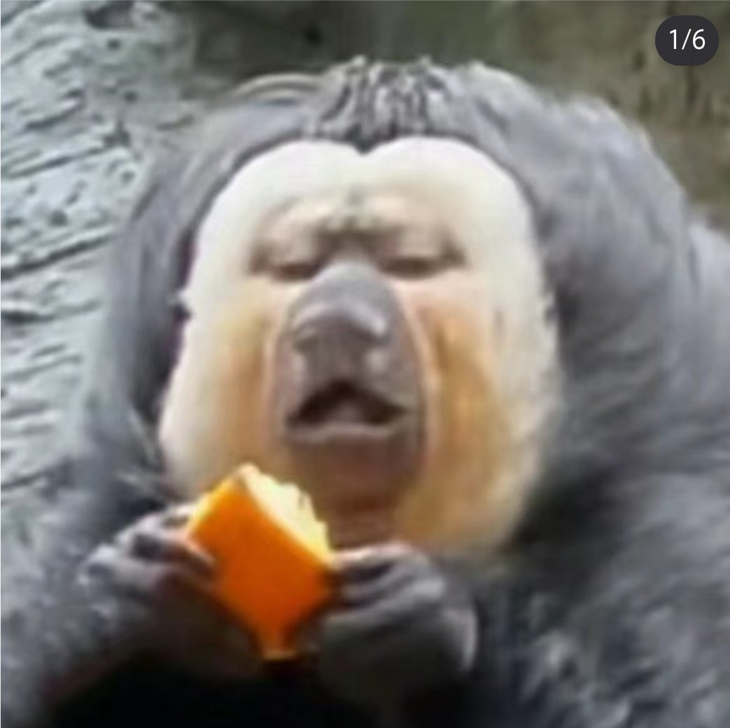 疯狂迷恋杜杜表情包,顶流男明星太可爱啦