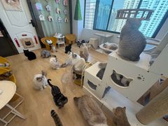 -有喵·猫咖·狗咖·30几只猫10只小狗(岗厦店)