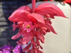 -豆豆花艺(新光天地店)