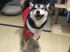 -逗柴咖啡屋·狗咖猫咖宠物桌游