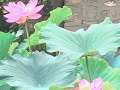 -莲湖公园