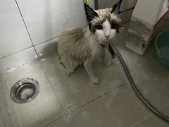 -佳雯宠物医院(金华南路分院)