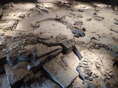 -自贡恐龙博物馆