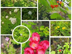 景点-叠溪松坪沟景区