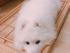-翊宠yipet猫狗购宠庄园犬舍•猫舍
