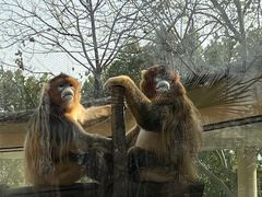-合肥野生动物园