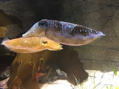 -悉尼海洋生物水族馆