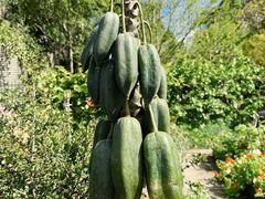 -墨尔本皇家植物园