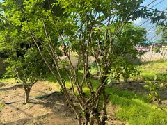 -呀路古热带植物园