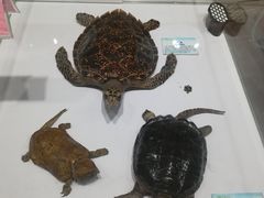 -芒洲湿地公园