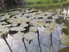 -合肥滨湖国家森林公园