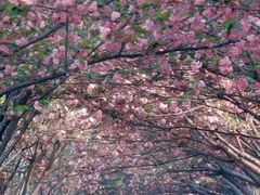 -高东镇樱花园