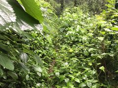 -素山寺森林公园