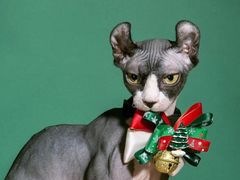 -超宠爱宠物摄影-Super pet