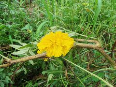 -金科花卉市场