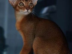 -猫十亿·布偶金渐层·曼基康矮脚猫舍(青年路店)