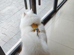 -艾贝尔宠物医院 ·内科全科(梁溪路店)