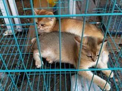 -中环花鸟鱼虫市场