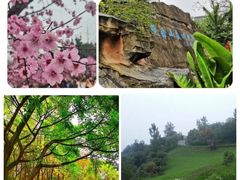 -铁山坪森林公园