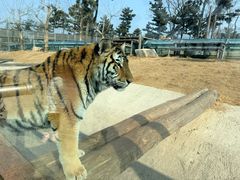 -西霞口神雕山野生动物世界