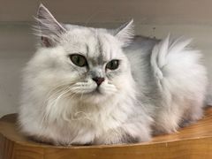 -Heymao猫咖.咖啡厅(东门店)