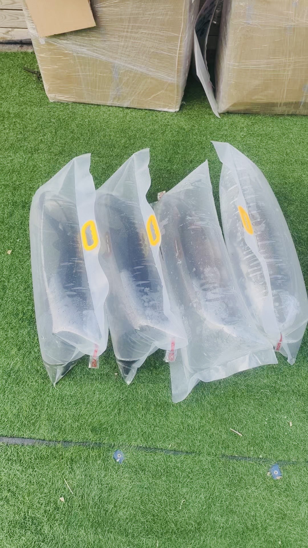 北京海墨威鲟鱼养殖场,活鱼打氧打包