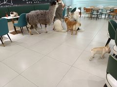 -安格丽娜·狗咖·猫咖羊驼咖(春熙路百盛商场店)