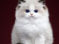 -苹果树下艺术餐厅(宋庄店)