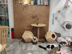 -楼上猫咖(罗湖店)