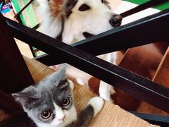 -李小姐の猫咖啡馆(五角场店)