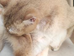 -猫咪派对(江南西店)