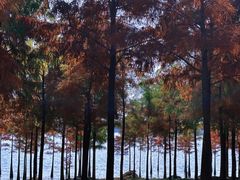 -合肥滨湖国家森林公园